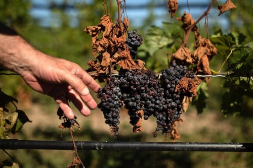 Damage to grapevines caused by cold temperatures and frost is shown at Southbrook Organic Vineyards in Niagara-on-the-Lake, Ont., Thursday, September 1, 2022. THE CANADIAN PRESS/Nick Iwanyshyn