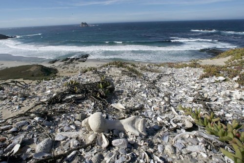 FILE - Remnants of discarded abalone, mussel and other shellfish that hold clues to an ancient human diet lie on a sand dune in San Miguel Island, Calif., on Tuesday, Jan. 6, 2009. The California Ocean Protection Council voted Thursday, Oct. 6, 2022, to provide $3.6 million to support the Tribal Marine Stewards Network, a collaboration between five coastal tribes and state government to protect marine ecosystems. (AP Photo/Damian Dovarganes, File)