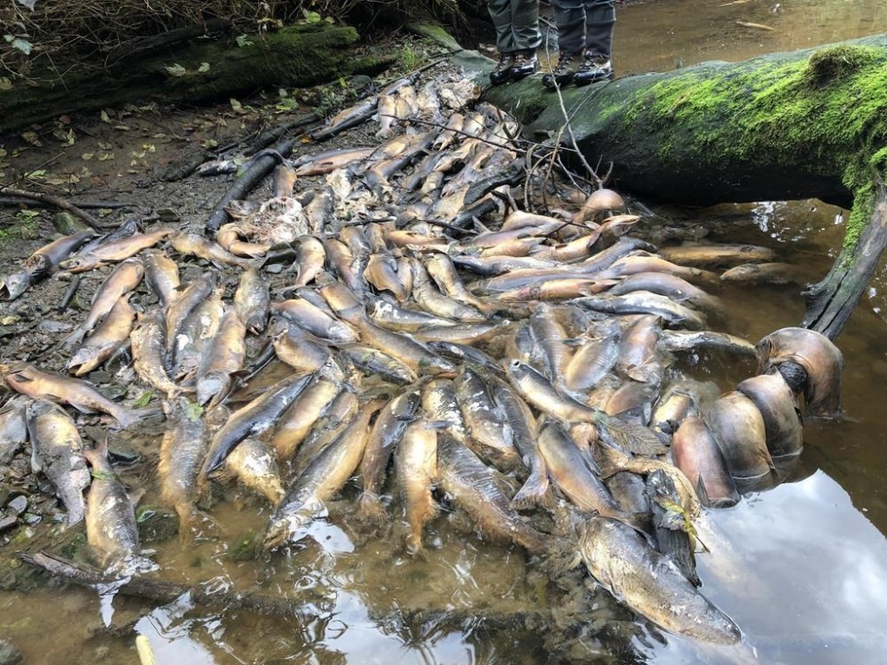 Dead fish are shown in the Neekas River on Heiltsuk territory, B.C. in this recent handout image provided by Sarah Mund. Thousands of dead fish, a prolonged wildfire season and intense water shortages leading to ice rink closures are all symptoms of record-setting drought in parts of British Columbia. THE CANADIAN PRES/HO-Sarah Mund
**MANDATORY CREDIT**