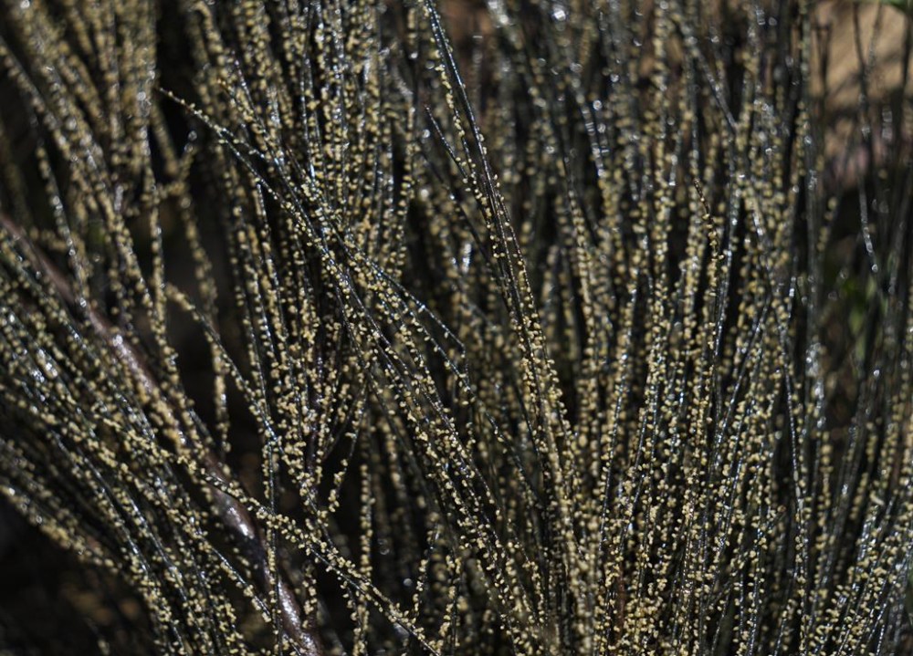 Ahuautle, the eggs of the axayacatl, a type of an aquatic insect, are seen attached to pine needles before being harvested at Lake Texcoco, near to Mexico City, Tuesday, Sept. 20, 2022. The tiny insect eggs known as