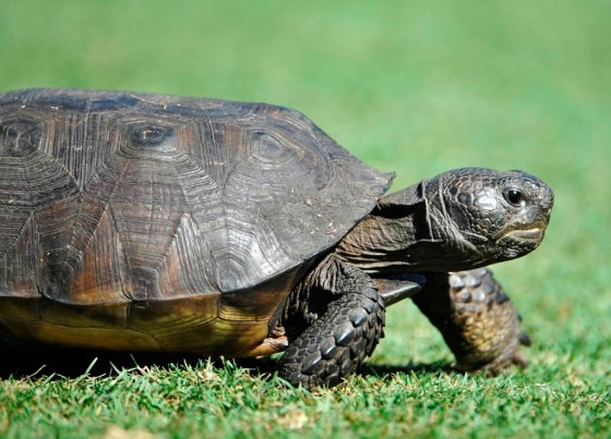 A gopher tortoise (Will Dickey / The Florida Times-Union / The Associated Press files)
