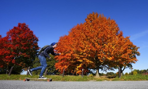 A person rides a skateboard by the fall foliage in Ottawa on Tuesday, Oct. 11, 2022. Experts say the vibrant orange, yellow and red colours Ontarians enjoying this fall season is something that have not been seen in recent years. THE CANADIAN PRESS/Sean Kilpatrick