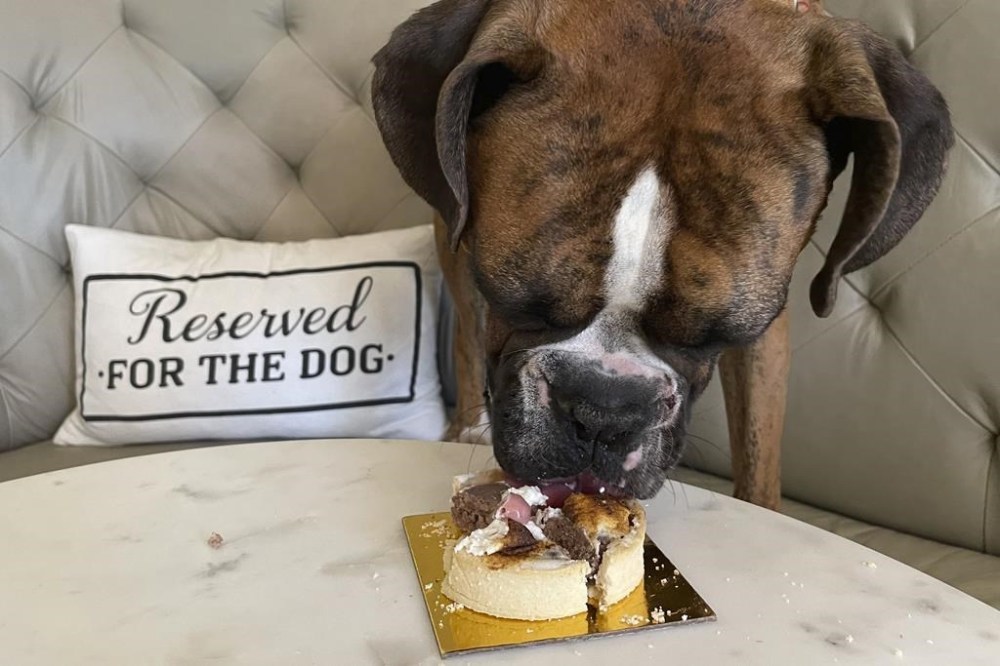 A dog eats a dish at the Dogue restaurant in San Francisco, Sunday Oct. 23, 2022. Dogue, which rhymes with vogue, just opened up in the city's Mission District. For $75 dollars per pup, doggie diners get a multiple-course