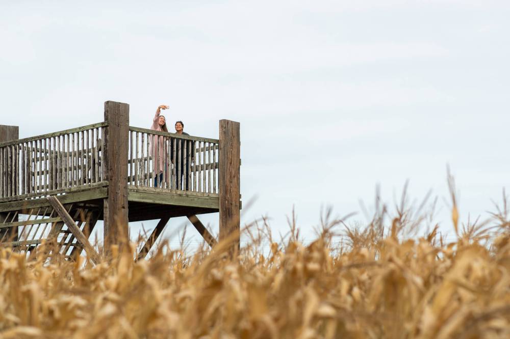 Travel Manitoba
Mazes galore! Take your pick from Murray’s Halloween Maze at Boonstra Farm in Stonewall, A Maze in Corn at Sainte Adolphe (pictured here), the corn maze at Deer Meadow Farm and many others.
