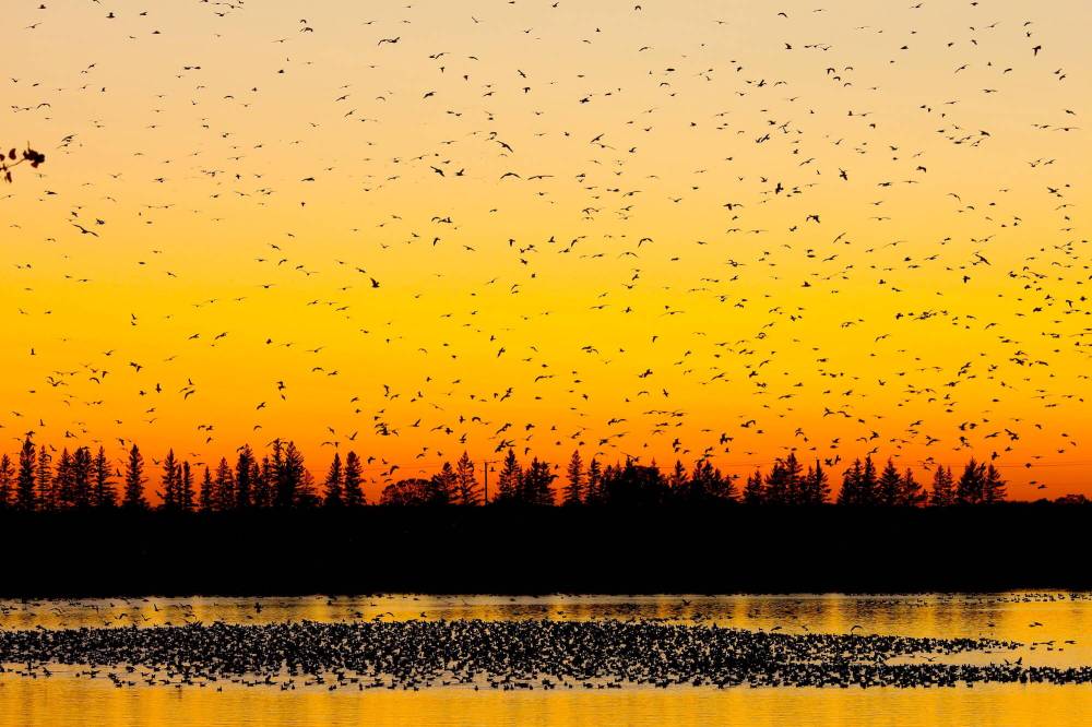 Travel Manitoba
Sunset goose flights are the highlight at FortWhyte alive as flocks settle on the picturesque ponds. And feasts are back! Take in the experience paired with a three-course meal overlooking Lake Devonian.