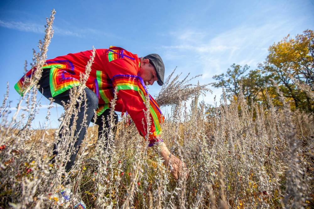 MIKAELA MACKENZIE / WINNIPEG FREE PRESS
Eugene Ross harvests sage at Sioux Valley Dakota Nation. His grandmothers would spend summer and fall gathering food in preparation for winter.