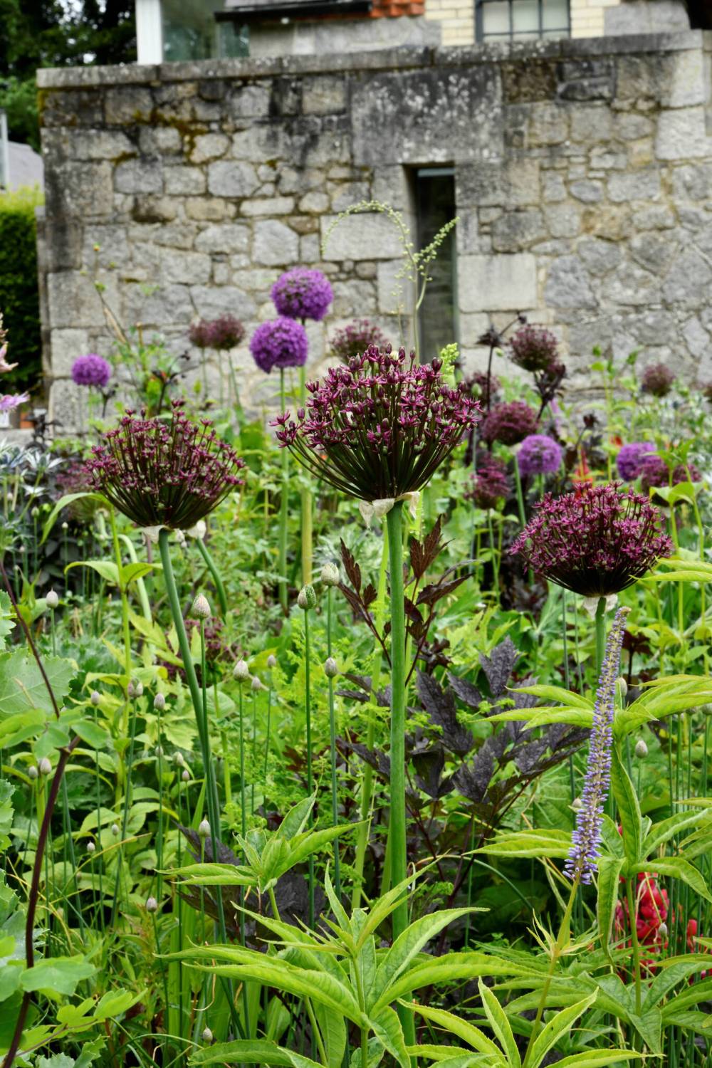 Allium Magic, planted in June Blake’s Irish garden, is a dark plum-purple ornamental onion that forms a beautiful half sphere of tiny flowers.