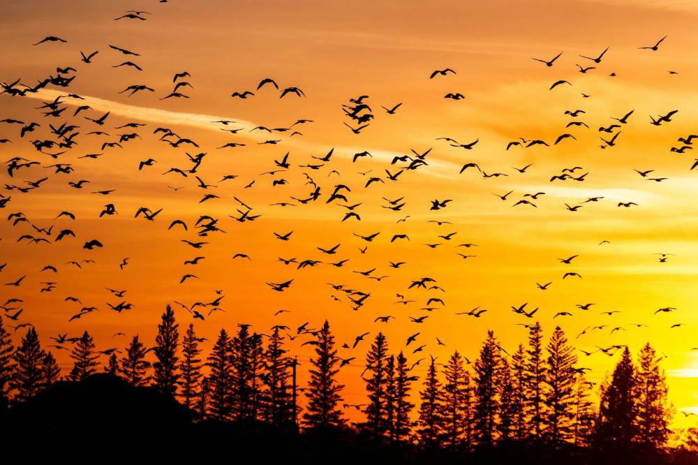 MIKAELA MACKENZIE / WINNIPEG FREE PRESS
FortWhyte gets around 15,000 geese during the fall migration.