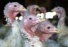 An estimated 289,000 birds — including chickens and turkeys — died or were destroyed in Manitoba this year as part of an effort to contain a highly contagious avian influenza in the Interlake and the southeastern part of the province. (The Associated Press files)