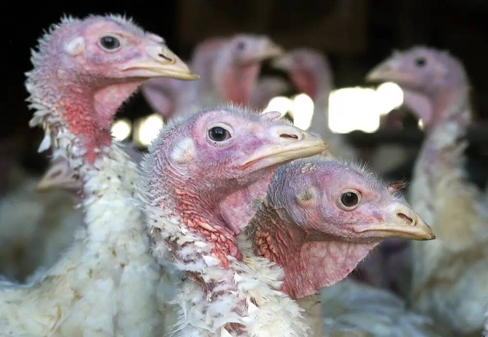 Avian flu devastates 17 Manitoba farms – Winnipeg Free Press