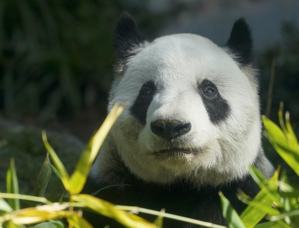 Xin Xin, the last giant panda in Latin America, sits inside her enclosure at the Chapultepec Zoo, in Mexico City, Friday, Nov. 11, 2022. Decades of study at the Chapultepec Zoo have yielded extensive knowledge, as well as genetic material -- semen and ovarian tissue -- that the scientists here hope will allow them to continue assisting in the pandas’ conservation even after Xin Xin is gone. (AP Photo/Fernando Llano)