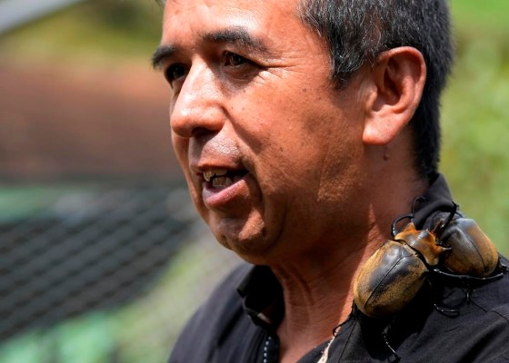 Engineer Germán Viasus Tibamoso gives an interview as two rhinoceros beetles climb on his neck. (Fernando Vergara / The Associated Press)