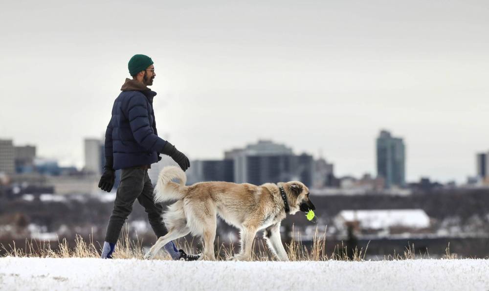 Peter Bigby’s dog Freddie, a one-and-a-half year old Kangal Shepherd Dog, doesn’t mind the snow. (Ruth Bonneville / Winnipeg Free Press)