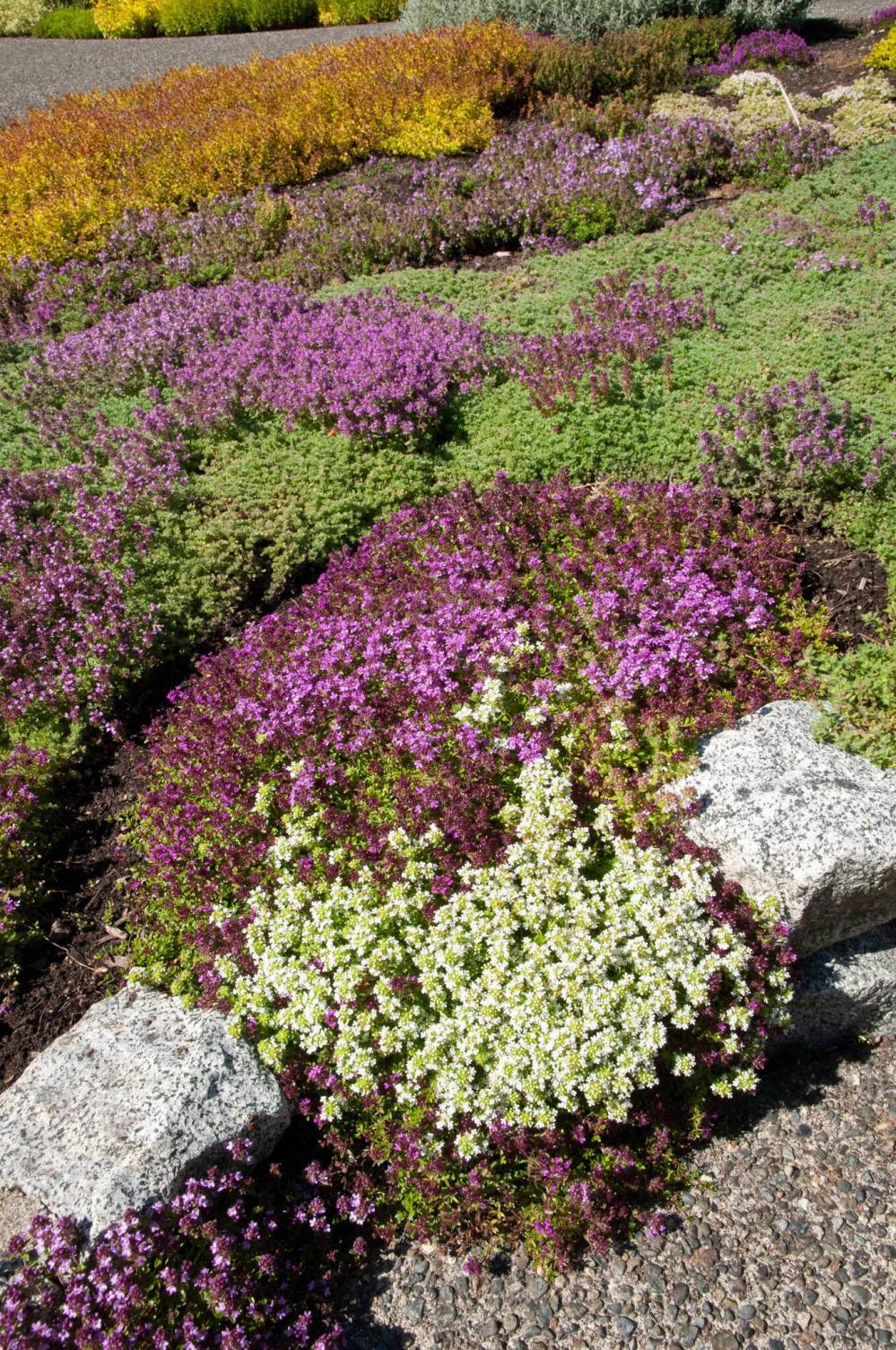 Looking for a hardy alternative to lawn? Different species of thyme create a colourful tapestry.
                                The Complete Book of Ground Covers by author Gary Lewis was released in November 2022.