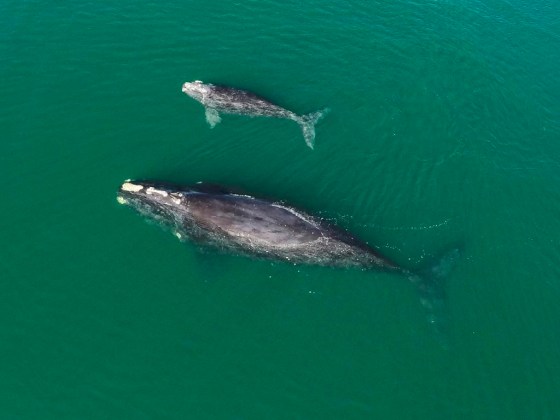 A North Atlantic right whale mother and calf seen in 2021. (The Canadian Press / The Associated Press / Georgia Department of Natural Resources / NOAA Permit #20556)