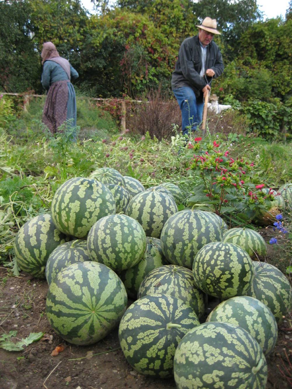 The Red-Seeded Citron Melon is a rare preserving melon the size of a five-pin bowling ball.