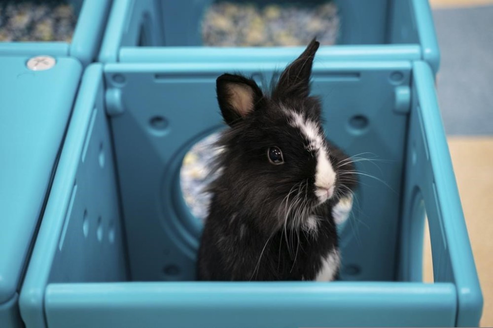 Hong Kong pet rabbits enjoy bunny resort while owners away Winnipeg