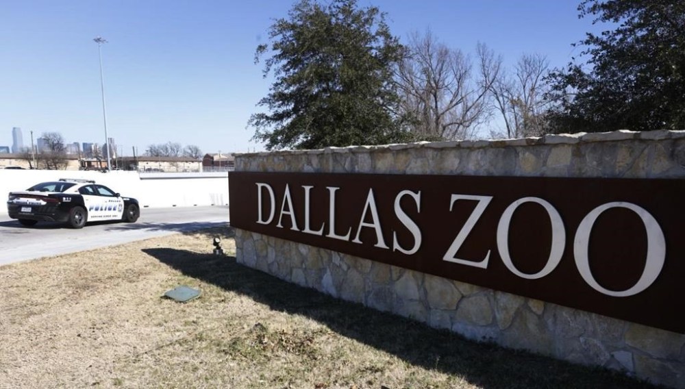 FILE - A Dallas police vehicle sits at an entrance at the Dallas Zoo, Jan. 13, 2023. When police said two small monkeys were taken from the Dallas Zoo this week and a cut was found in their enclosure, it deepened a growing mystery that has included other cut fences, the escape of a small leopard and the suspicious death of an endangered vulture. Police said Tuesday, Jan. 31, that they are still working to determine whether or not the incidents over the last few weeks are related. (Shakfat Anowar/The Dallas Morning News via AP, File)
