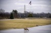 The Washington Monument visible as a fox walks along the grounds of the Pentagon in Washington, Tuesday, Jan. 17, 2023. (AP Photo/Andrew Harnik)