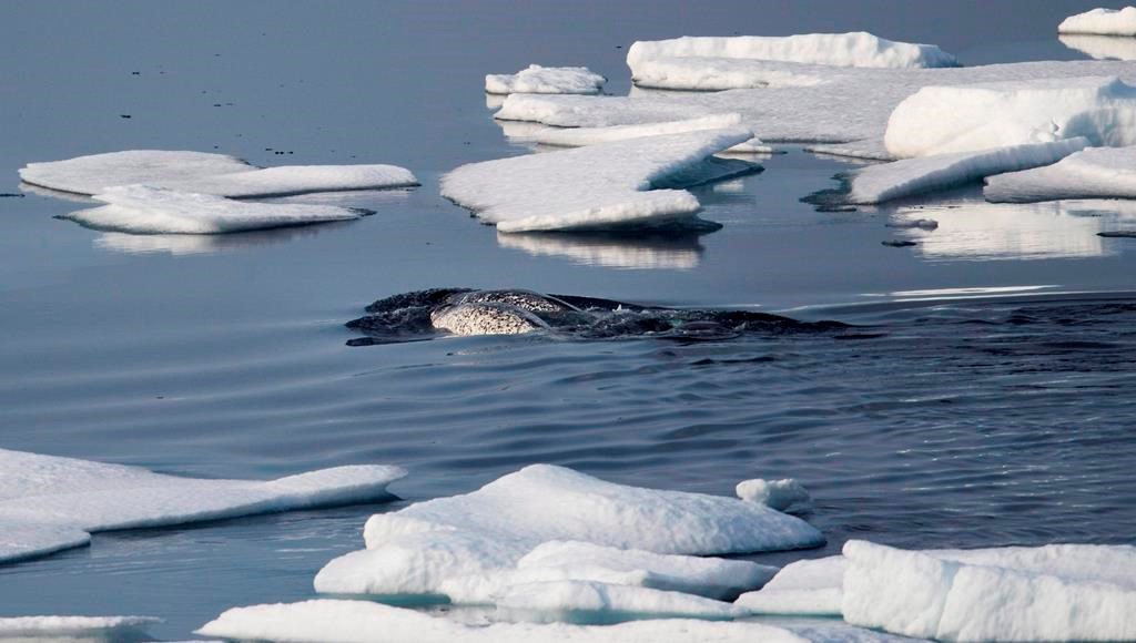 Hunters from Pond Inlet, Nvt. — known as Mittimatalik in Inuktitut — have said they're seeing fewer narwhal in areas where they were once abundant, making it harder to feed their families, and that the whales' behaviour is changing. Narwhals swim between sea ice floating in the Canadian Arctic Archipelago on Saturday, July 22, 2017. THE CANADIAN PRESS/AP-David Goldman