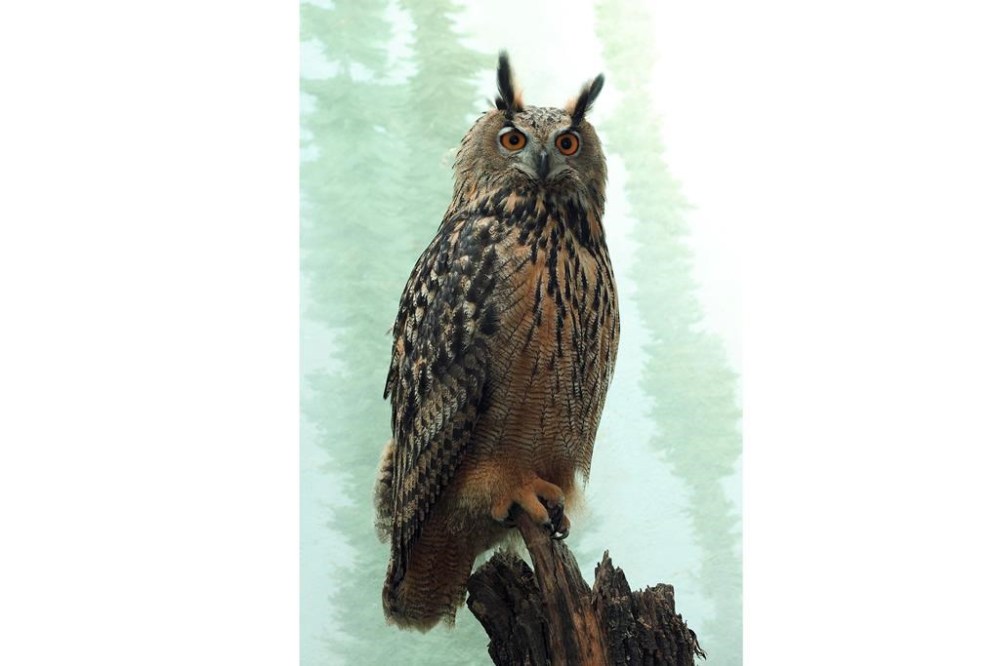 Owl escapes from Central Park Zoo, eludes NYPD, zookeepers Winnipeg