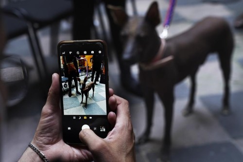 A man takes a photo of a Xoloitzcuintle breed dog named Pilon, during a press conference about the Xoloitzcuintle in art, in Mexico City, Wednesday, Jan. 25, 2023. (AP Photo/Marco Ugarte)