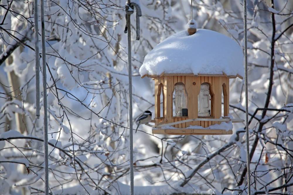Feeding birds has inherent value, teaching us how to connect with other species, how to care, and how to be on the side of life-giving. (Matt Goerzen / The Brandon Sun files)