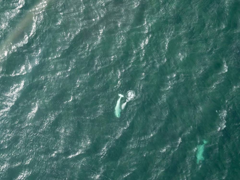 SARAH LAWRYNUIK / FREE PRESS FILES
Beluga whales are seen from the air when flying over Button Bay, just west of where the Churchill River flows into Hudson Bay