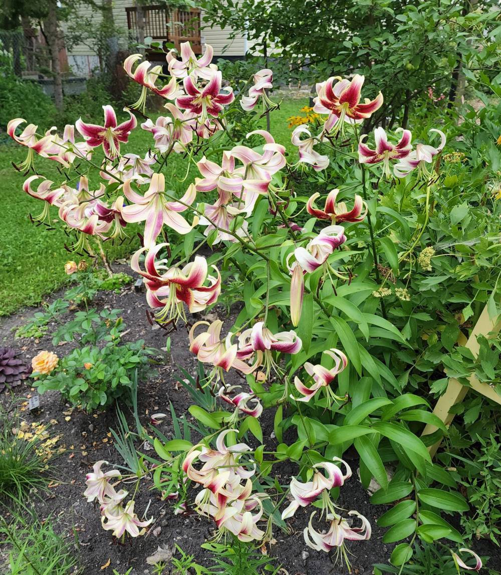 Scheherazade is an orienpet hybrid lily that blooms mid- to late summer.
