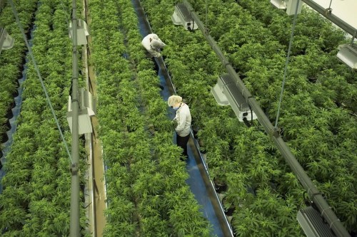 Staff work in a marijuana grow room that can be viewed at the new visitors centre at Canopy Growth facility in Smiths Falls, Ont. on Thursday, Aug. 23, 2018. THE CANADIAN PRESS/Sean Kilpatrick
