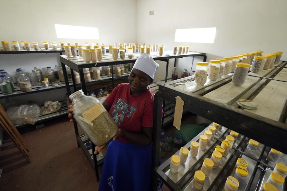 UN eyes revival of millets as global grain uncertainty grows Winnipeg