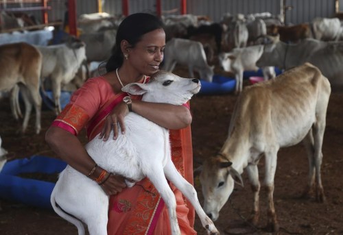 FILE - A woman carries a calf during the inauguration of Jeeyar Swami Dhyan Foundation Gaushala, a cow shelter, on the outskirts of Hyderabad, India, Saturday, Nov. 6, 2021. India’s government on Friday withdrew its appeal to citizens to mark Valentine’s Day next week not as a celebration of romance but as “Cow Hug Day” to better promote Hindu values. The decision attracted widespread criticism from political rivals and on social media. (AP Photo/Mahesh Kumar A., File)