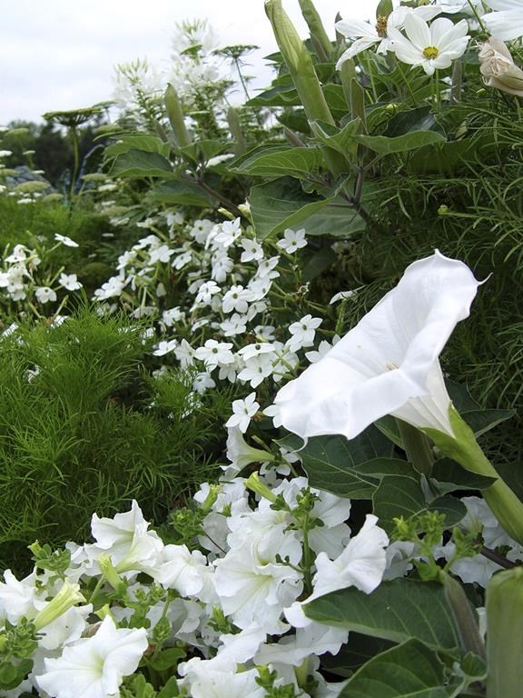 This 2005 image provided by landscape and garden designer Deborah Silver shows a moon garden she designed and planted at the Cranbrook Educational Community museum complex in Bloomfield Hills, Mich.(Deborah Silver via AP)