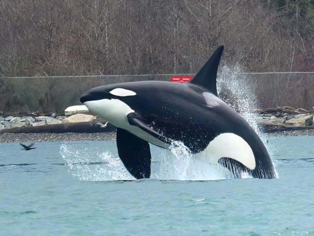 An orca is shown breaching near Brockton Point in Stanley Park in Vancouver on Friday, Feb. 10, 2023. The image was caught by wildlife photographer Frank Lin while he was surveying for seabirds with a volunteer team. Scientists say orca pods are appearing in urban waters in higher frequency as harbour seals - one of the orcas' primary food sources - congregate near cities. THE CANADIAN PRESS/HO-Frank Lin, @fylegend21 on Instagram **MANDATORY CREDIT**