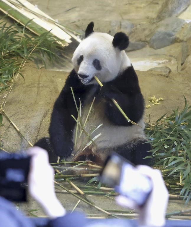 Japanese bid farewell to beloved panda returning to China – Winnipeg