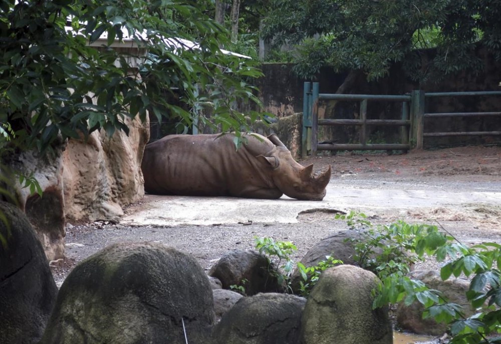 FILE - A rhinoceros rests inside an enclosure at the Dr. Juan A. Rivero Zoo in Mayaguez, Puerto Rico, July 7, 2017. The government announced on Monday, Feb. 28, 2023 that it is closing the U.S. territory’s only zoo, which has remained closed since hurricanes Irma and Maria battered the island in Sept. 2017, as federal authorities investigate allegations of mistreatment of animals. (AP Photo/Danica Coto, File)