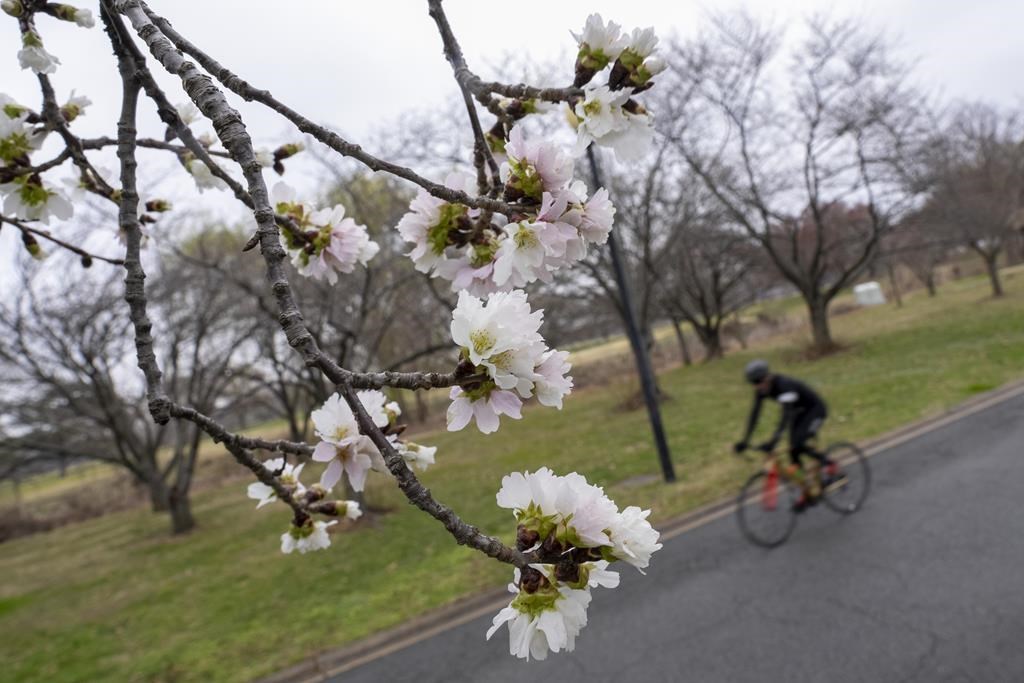DC’s cherry blossoms coming early due to confusing weather Winnipeg