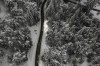 Snow-covered trees are seen along State Route 138 near Hesperia, Calif., Wednesday, March 1, 2023. Mountainous areas of California experienced nearly unprecedented snowfall accumulations - more than 40 feet since the start of the season. What is going on with all the snow? Meteorologists say the explanation for the robust winter season is not so simple. (AP Photo/Jae C. Hong)