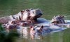 FILE — Hippos float in the lake at Hacienda Napoles Park, once the private estate of drug kingpin Pablo Escobar who imported three female hippos and one male decades ago in Puerto Triunfo, Colombia, Feb. 4, 2021. Colombia intends to undertake the task of trying to transfer to India and Mexico at least 70 hippos that live in the surroundings of the park as a measure to control its population, the manager of Animal Protection and Welfare at the Antioquia Environment Secretariat said Thursday, March 2, 2023. (AP Photo/Fernando Vergara, File)