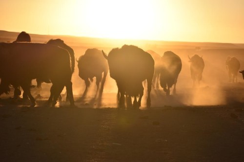 FILE - Bison awaiting transfer to Native American tribes walk in a herd inside a corral at Badlands National Park, on Oct. 13, 2022, near Wall, S.D. U.S. Interior Secretary Deb Haaland on Friday is expected to announce a secretarial order that's meant to help more tribes establish bison herds, along with $25 million in federal spending for such efforts. (AP Photo/Matthew Brown,File)