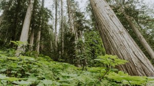Part of an old-growth deferral area is shown in one of Downie Timber's cut blocks north of Revelstoke, B.C. in this undated handout photo. The company wants to avoid logging sections of at-risk old growth but says it was told by the Crown corporation that manages B.C.'s public forests to cut the trees down or pay to leave them standing.THE CANADIAN PRESS/HO, Eddie Petryshen *MANDATORY CREDIT*