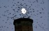 Estimates from Environment Canada project the chimney swift population has declined by as much as 95 per cent since the 1960s. (AP Photo/Don Ryan)