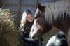 RUTH BONNEVILLE / WINNIPEG FREE PRESS
                                ‘Anyone who has spent a lot of time with these highly sensitive, sentient animals knows they experience a wide range of complex emotions: joy, pain, distress and pleasure; have family bonds, and friendships no different than any other living being. Working with horses, we know these gentle giants feel very deeply’
                                — Colleen Walker