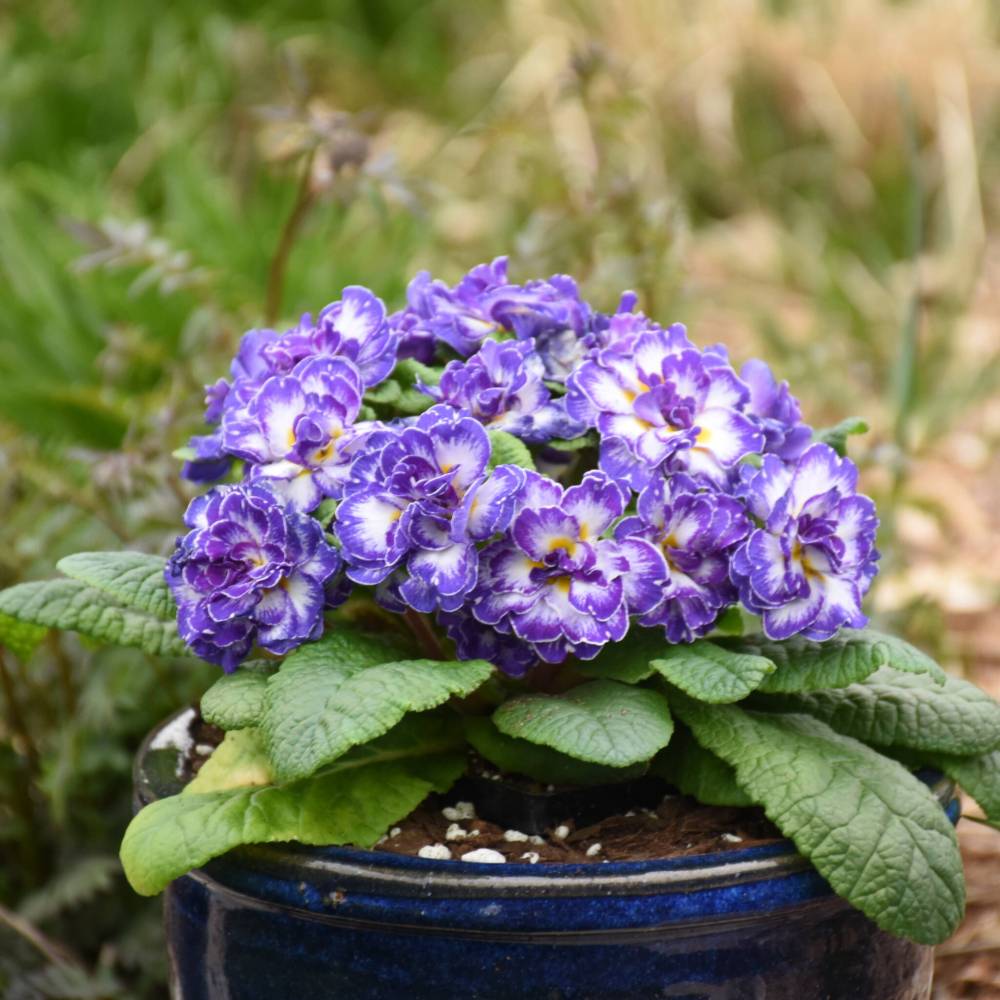 Walters Gardens
                                New for 2023, Primula vulgaris Blue Ripples has long-blooming fully double bicolour flowers with ripples of violet blue and white.