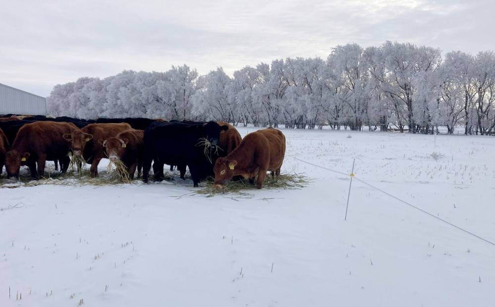 SUPPLIED
Cattle farm in Pipestone in western Manitoba.