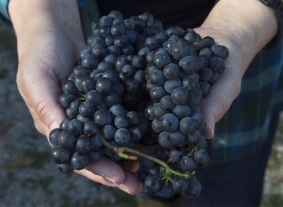 Grapes are displayed in Crousetown, N.S. on Friday, Oct. 20, 2017. The Nova Scotia government announced Thursday it will give $15 million to grape and other fruit growers whose crops were destroyed in last month’s extreme cold snap.THE CANADIAN PRESS/Andrew Vaughan