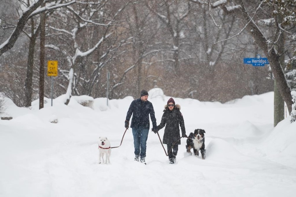 People and their dogs make their way through the Old Ottawa East neighbourhood of Ottawa, Saturday, March 4, 2023. THE CANADIAN PRESS/Spencer Colby
