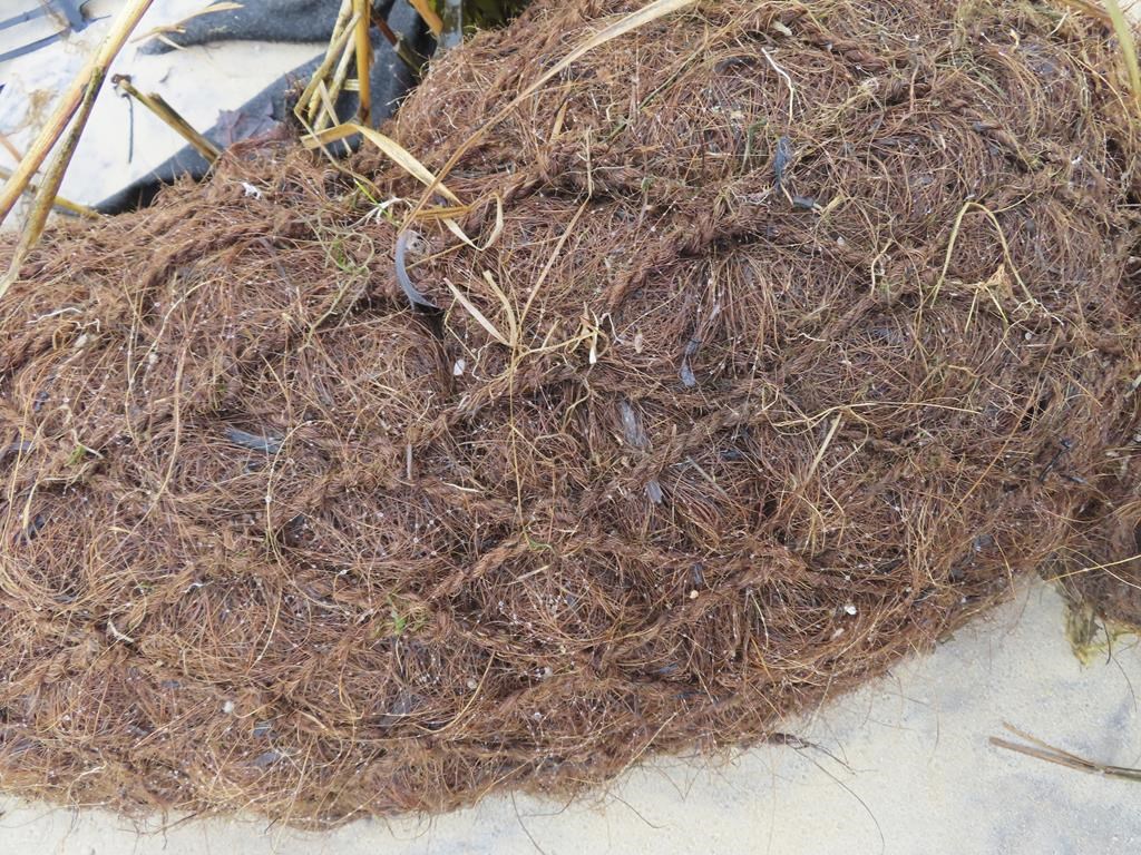 How coconuts protect the Jersey Shore, other eroding coasts Winnipeg
