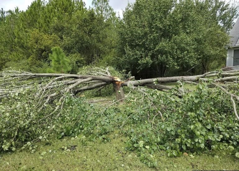 Callery pear tree How to manage an invasive former favorite Winnipeg