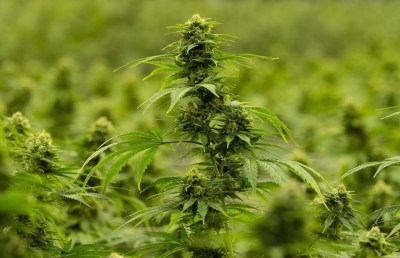 A flowering cannabis plant is seen during a tour of the Hexo Corp. facility, Thursday, October 11, 2018 in Masson Angers, Que. THE CANADIAN PRESS/Adrian Wyld